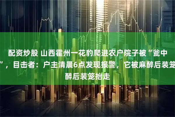 配资炒股 山西霍州一花豹爬进农户院子被“瓮中捉鳖”，目击者：户主清晨6点发现报警，它被麻醉后装笼抬走